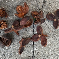 松ぼっくり等　　の画像