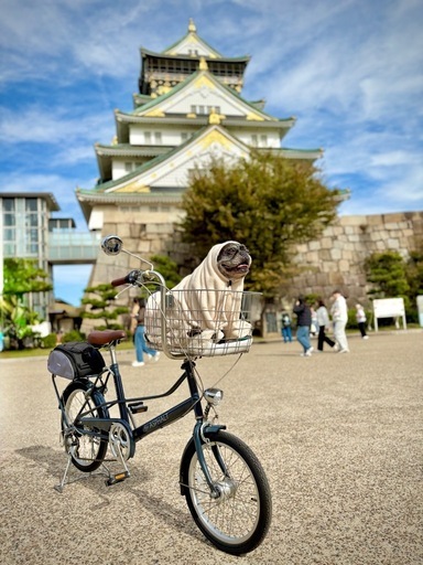 ペット乗せ自転車