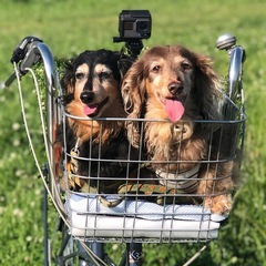 ペット乗せ自転車の画像