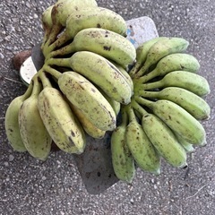 早い者勝ち 本日限り21時以降 フルーツパパイヤ5個＋アップルバナナ2房 まとめ売りの画像