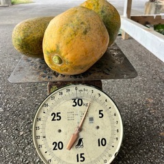 早い者勝ち 本日限り21時以降 フルーツパパイヤ5個＋アップルバナナ2房 まとめ売りの画像