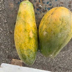 早い者勝ち 本日限り21時以降 フルーツパパイヤ5個＋アップルバナナ2房 まとめ売りの画像