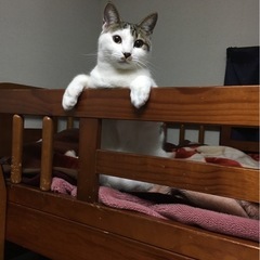 (決まりました)２段ベットの画像