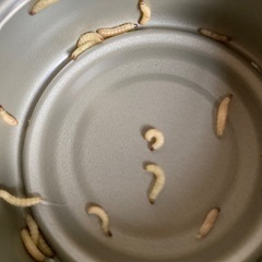 くず米20kgの画像