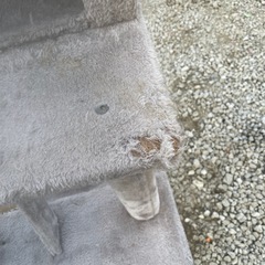 キャットタワーの画像