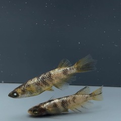 決定しました。金閣１ペア　メダカの画像