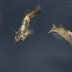 決定しました。金閣１ペア　メダカの画像