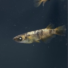 決定しました。金閣１ペア　メダカの画像