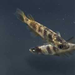 決定しました。金閣１ペア　メダカの画像