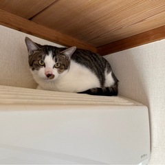 里親募集　トラキジ柄　推定2〜3歳 男の子 − 岐阜県