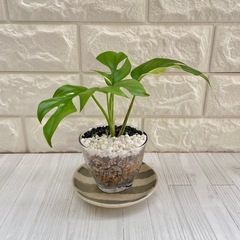 ヒメモンステラ斑入り  ラフィドフォラ・テトラスペルマ・パラゴン/海淵硝子の画像