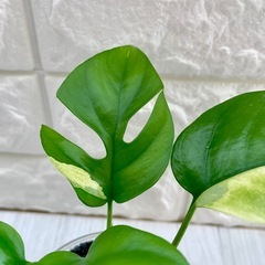 ヒメモンステラ斑入り  ラフィドフォラ・テトラスペルマ・パラゴン/海淵硝子の画像