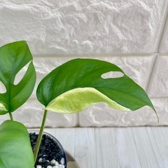 ヒメモンステラ斑入り  ラフィドフォラ・テトラスペルマ・パラゴン/海淵硝子の画像