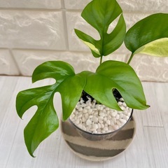 ヒメモンステラ斑入り  ラフィドフォラ・テトラスペルマ・パラゴン/海淵硝子の画像