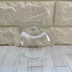 フィロデンドロン・リング・オブ・ファイア/清円硝子の画像