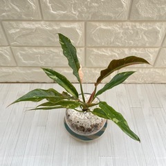 フィロデンドロン・リング・オブ・ファイア/清円硝子の画像