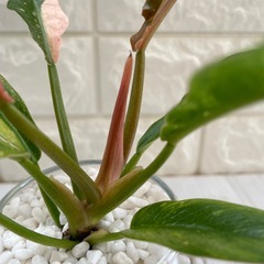 フィロデンドロン・リング・オブ・ファイア/清円硝子の画像