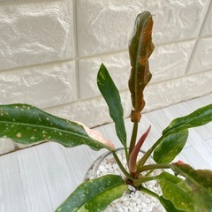 フィロデンドロン・リング・オブ・ファイア/清円硝子の画像