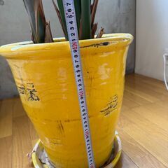 観葉植物あげます（ストレリチア・おしゃれな鉢付き）の画像