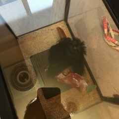 日本人形の画像