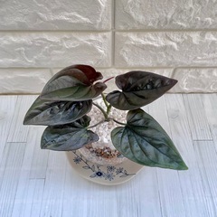 シンゴニウム・チョコレート/清円硝子の画像