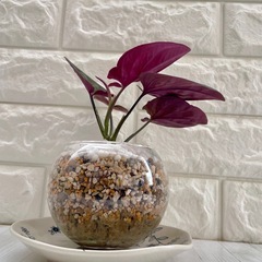 シンゴニウム・チョコレート/清円硝子の画像