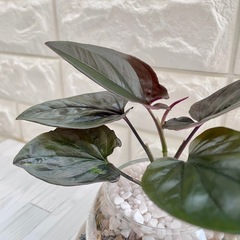 シンゴニウム・チョコレート/清円硝子の画像