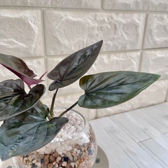 シンゴニウム・チョコレート/清円硝子の画像