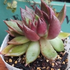 多肉植物　5　ポットごとの画像