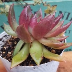 多肉植物　5　ポットごとの画像