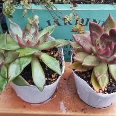 多肉植物　5　ポットごとの画像