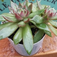 多肉植物　2頭　6　ポットごとの画像