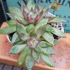 多肉植物　2頭　6　ポットごとの画像