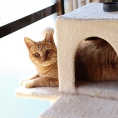 手術・ワクチン済み　茶トラのめいちゃん🐱