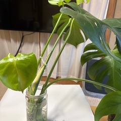 モンステラの画像