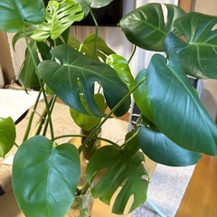 モンステラの画像