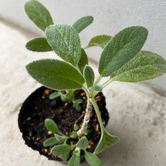 【植物・ハーブ】ラムズイヤーの画像