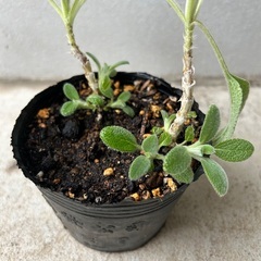 【植物・ハーブ】ラムズイヤーの画像