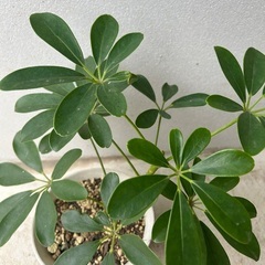 【観葉植物】カポック　シェフレラの画像