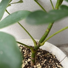 【観葉植物】カポック　シェフレラの画像