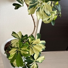 シェフレラ　ジェニーネ　斑入り　観葉植物の画像