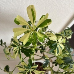 シェフレラ　ジェニーネ　斑入り　観葉植物の画像
