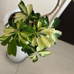 シェフレラ　ジェニーネ　斑入り　観葉植物の画像