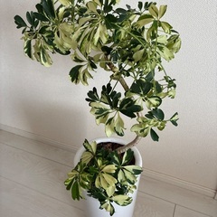 シェフレラ　ジェニーネ　斑入り　観葉植物の画像
