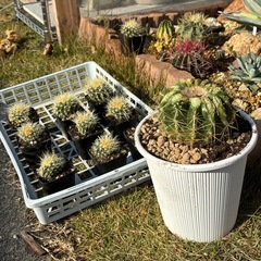 【香川県最安値】絶滅危惧種サボテン。趣味アガベから金鯱サボテン6個だけお譲りしますの画像