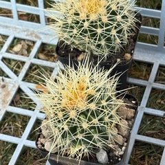 【香川県最安値】絶滅危惧種サボテン。趣味アガベから金鯱サボテン6個だけお譲りしますの画像