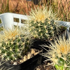 【香川県最安値】絶滅危惧種サボテン。趣味アガベから金鯱サボテン6個だけお譲りしますの画像