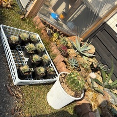 【香川県最安値】絶滅危惧種サボテン。趣味アガベから金鯱サボテン6個だけお譲りしますの画像