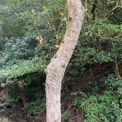 くぬぎ　クヌギ　立木　1本の値段の画像