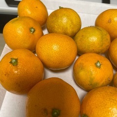 みかんの画像